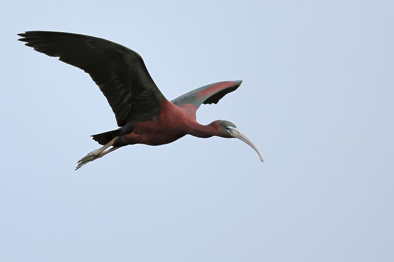 Glossy Ibis (Plegadis falcinellus)