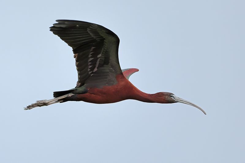 Glossy Ibis (Plegadis falcinellus)