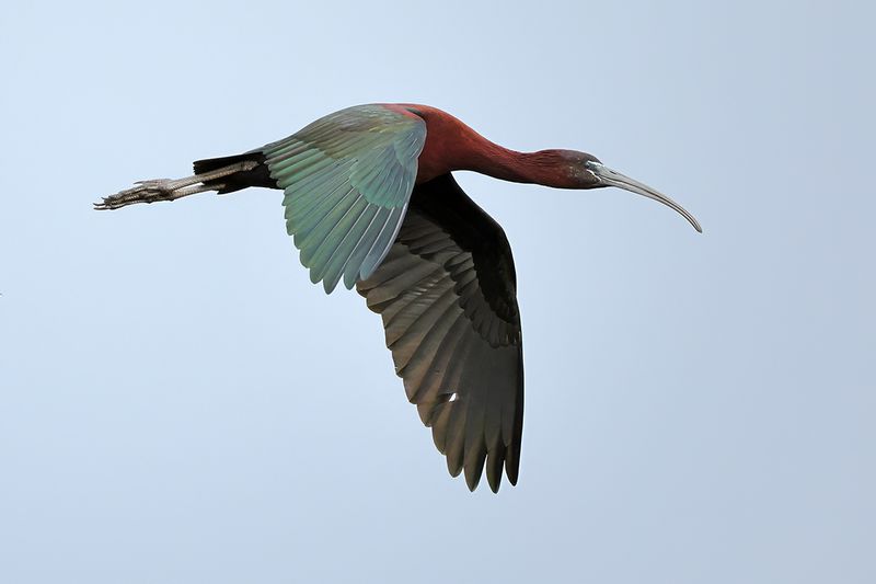 Glossy Ibis (Plegadis falcinellus)