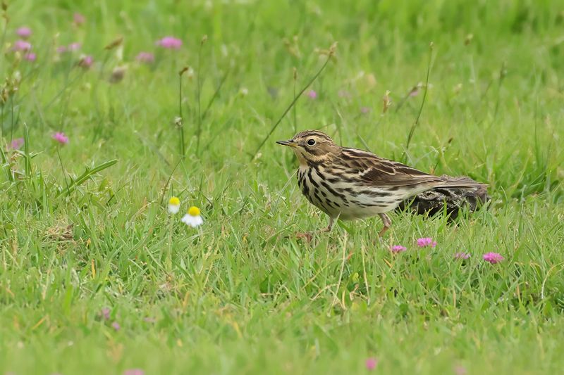 Red-throated Pipit (Anthus cervinus)