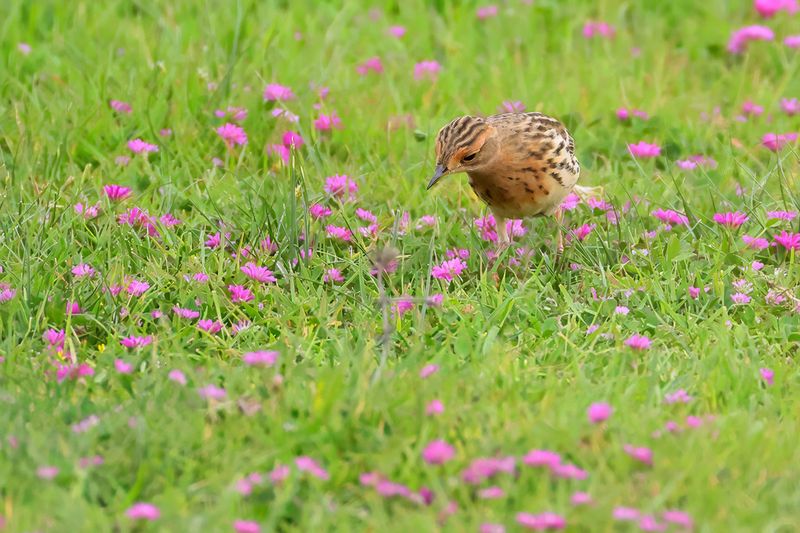 Red-throated Pipit (Anthus cervinus)