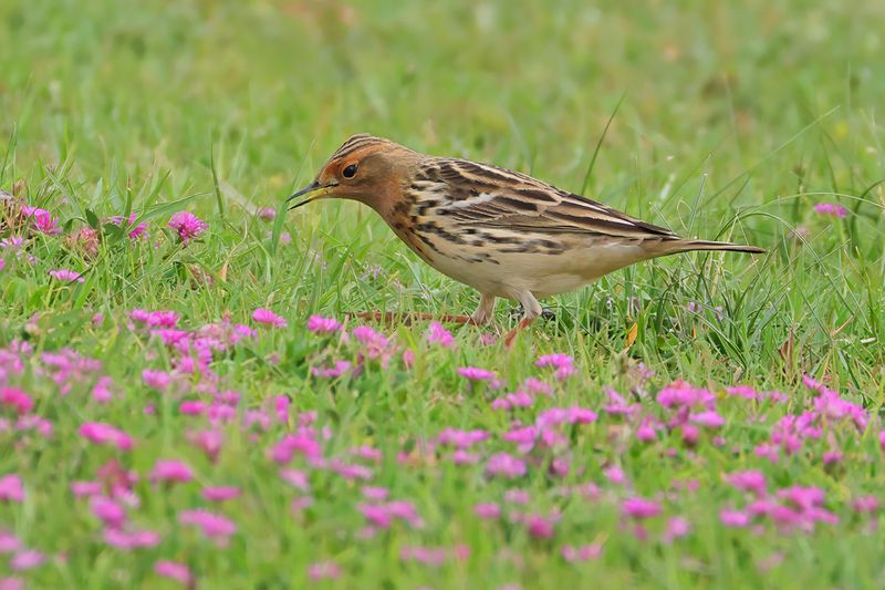 Red-throated Pipit (Anthus cervinus)