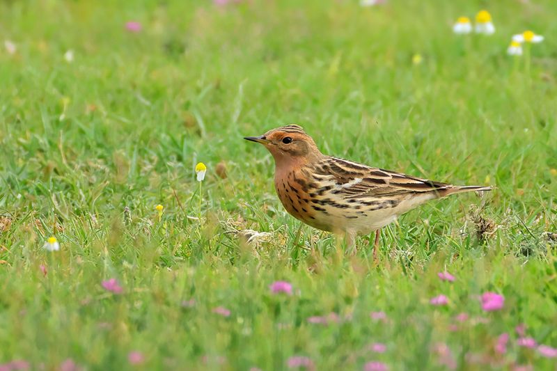 Red-throated Pipit (Anthus cervinus)