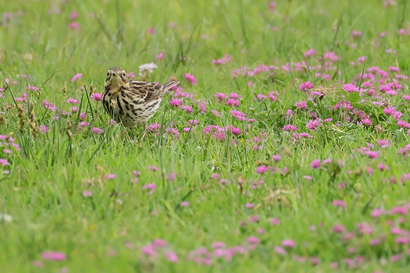 Red-throated Pipit (Anthus cervinus)