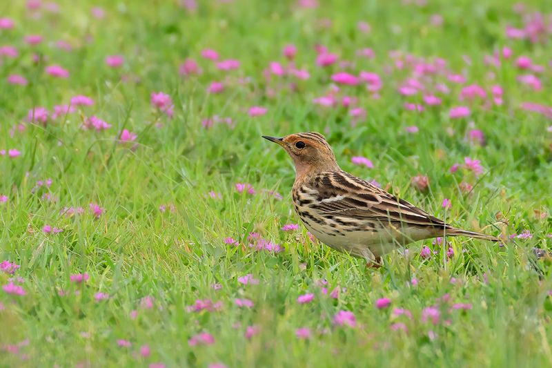 Red-throated Pipit (Anthus cervinus)