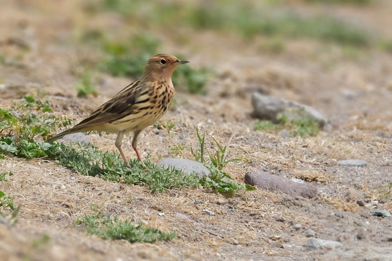 Red-throated Pipit (Anthus cervinus)