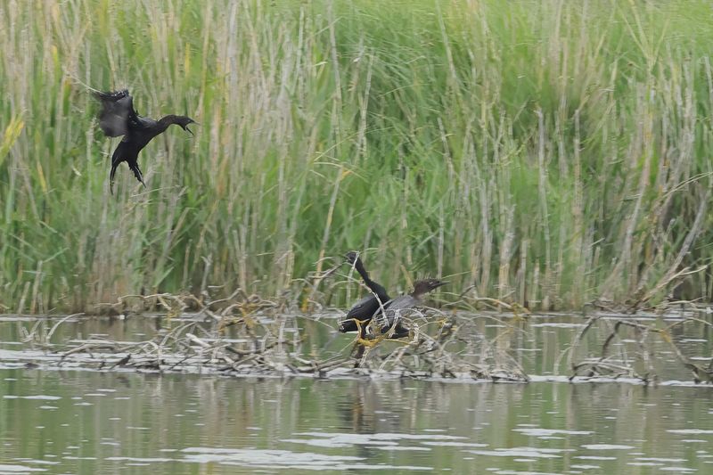 Pygmy Cormorant (Microcarbo pygmaeus)	