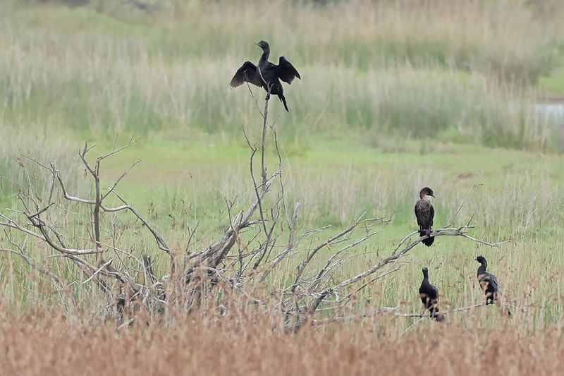 Pygmy Cormorant (Microcarbo pygmaeus)	