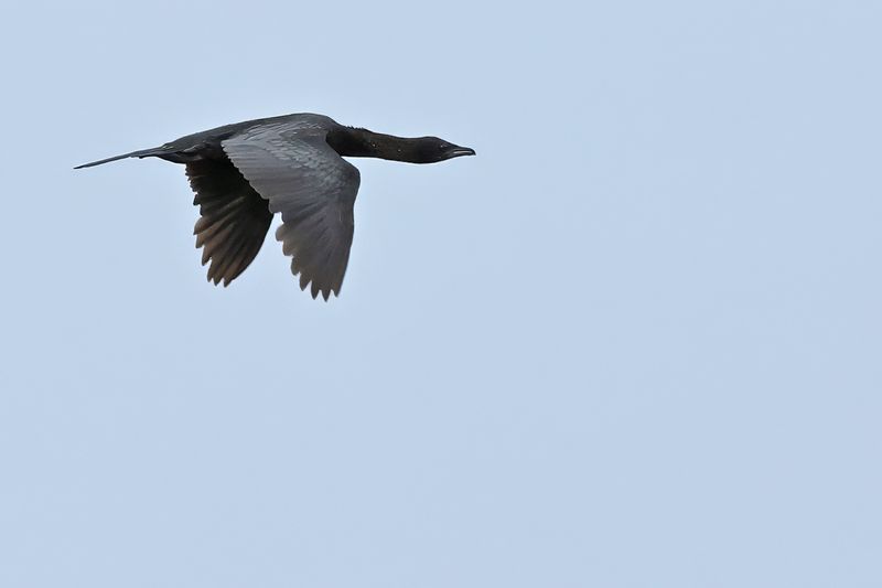Pygmy Cormorant (Microcarbo pygmaeus)	