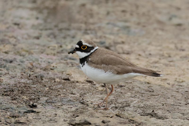 Little Ringed Plover (Charadrius dubius)