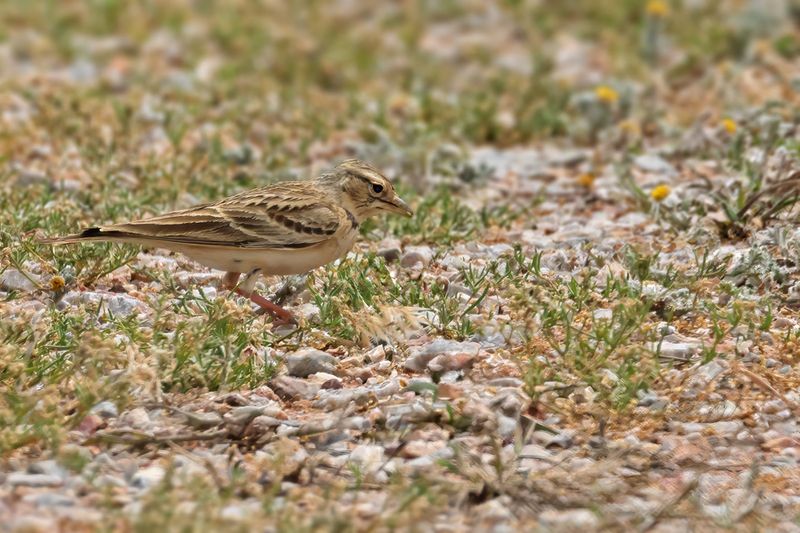 Greater short-toed lark (Calandrella brachydactyla brachydactyla) 