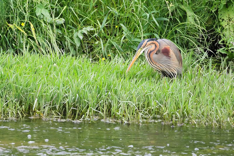 Purple Heron (Ardea purpurea) 