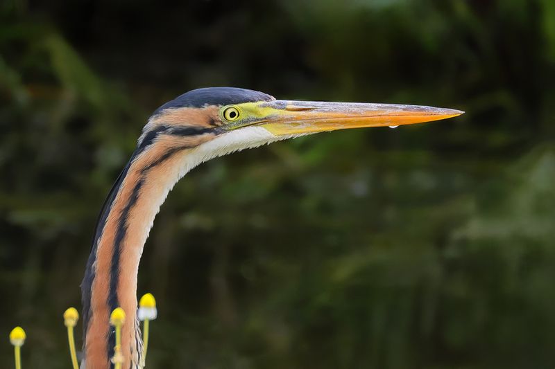 Purple Heron (Ardea purpurea) 