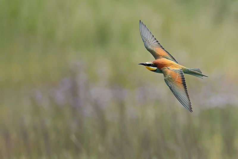 European Bee-eater (Merops apiaster)