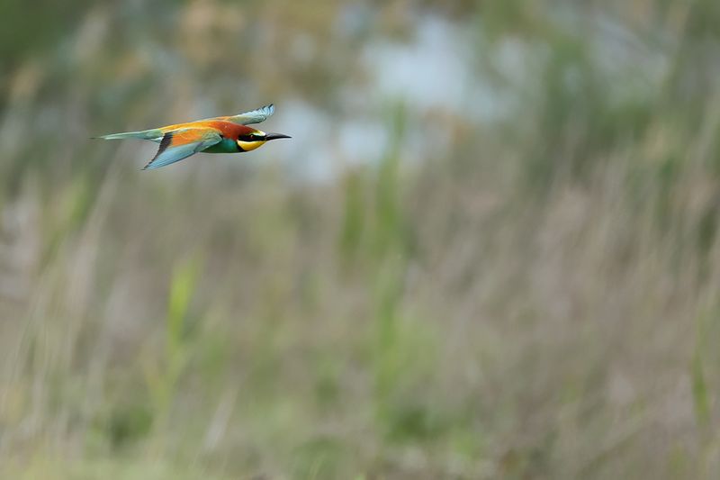 European Bee-eater (Merops apiaster)