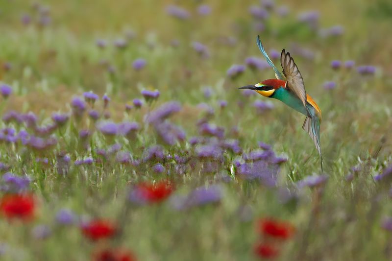 European Bee-eater (Merops apiaster)