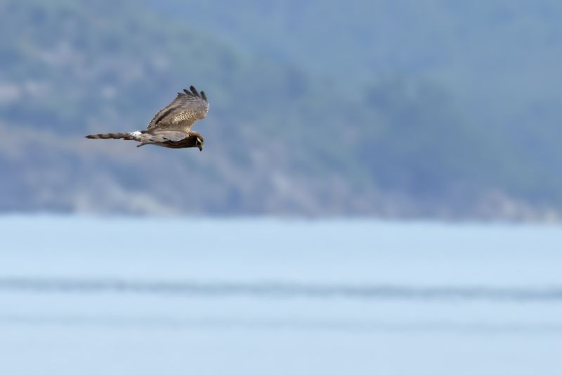 Montagu's Harrier (Circus pygargus)