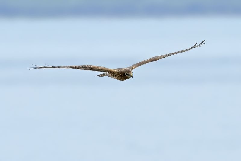 Montagu's Harrier (Circus pygargus)
