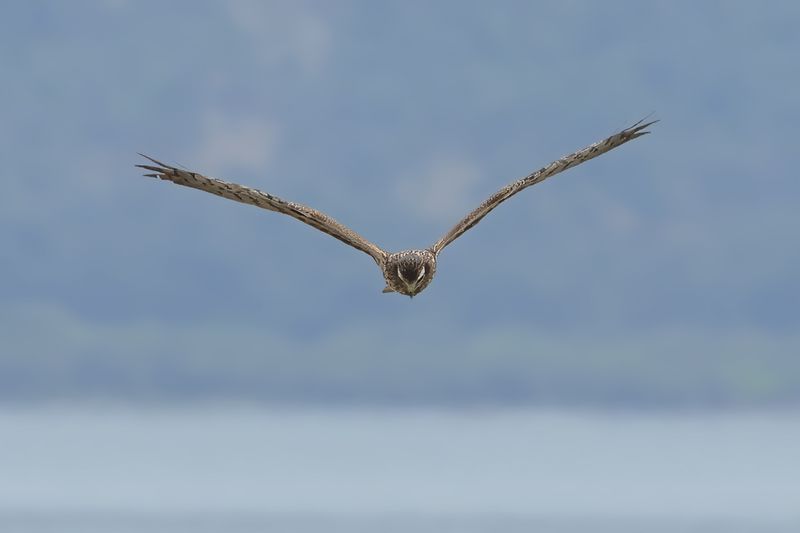 Montagu's Harrier (Circus pygargus)
