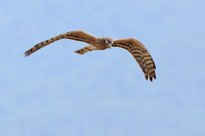 Montagu's Harrier (Circus pygargus)