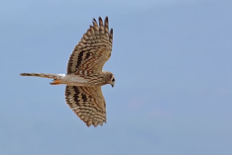 Montagu's Harrier (Circus pygargus)