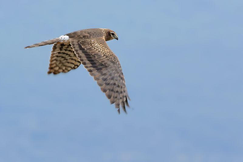 Montagu's Harrier (Circus pygargus)
