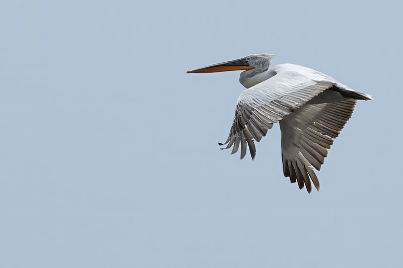 Dalmatian pelican (Pelecanus crispus)	