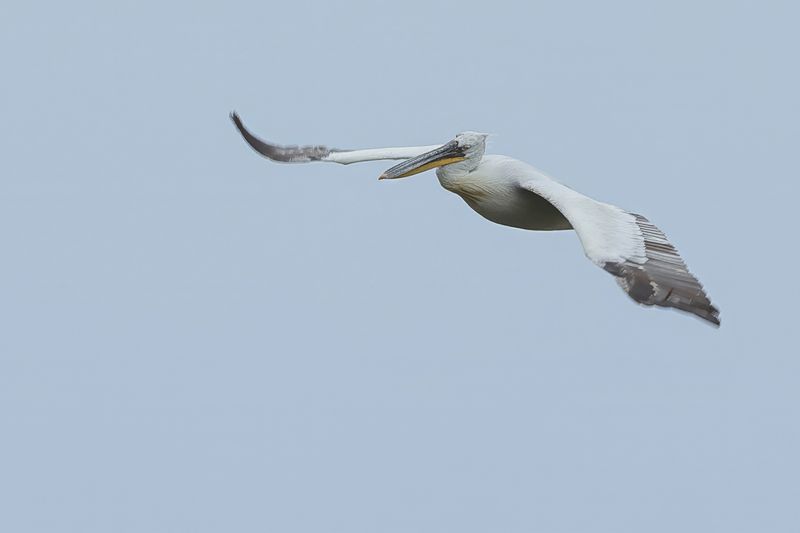 Dalmatian pelican (Pelecanus crispus)	