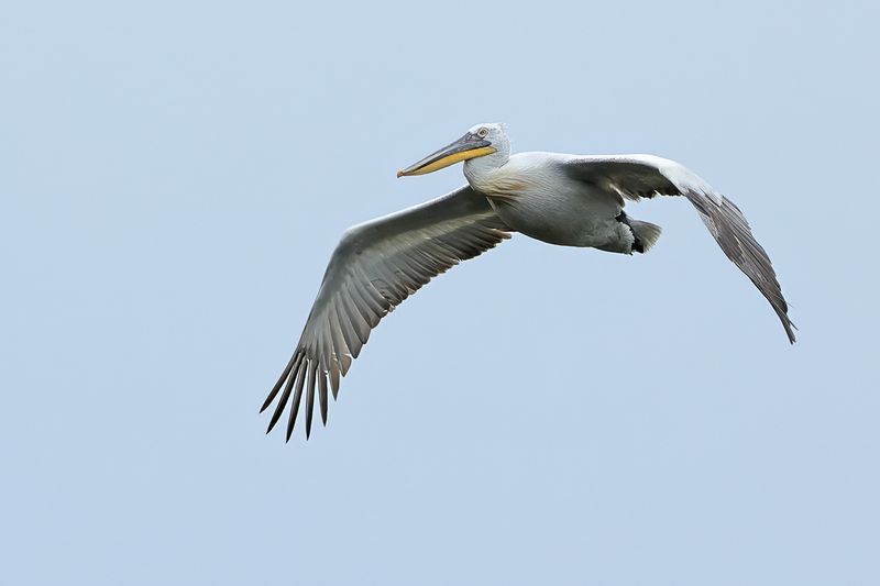 Dalmatian pelican (Pelecanus crispus)	
