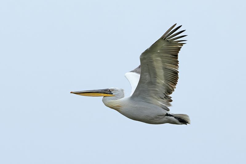 Dalmatian pelican (Pelecanus crispus)	