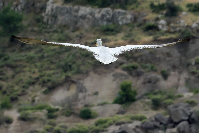 Dalmatian pelican (Pelecanus crispus)	
