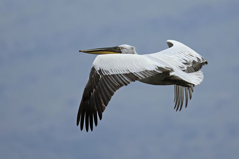 Dalmatian pelican (Pelecanus crispus)	