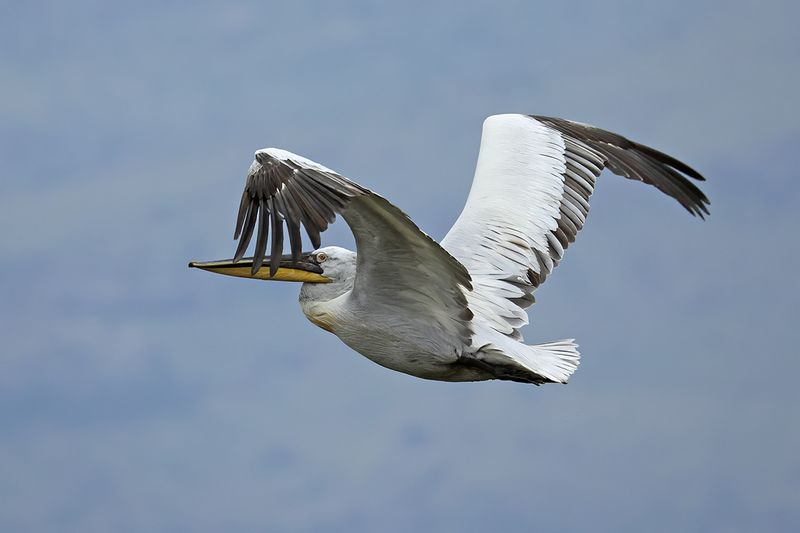 Dalmatian pelican (Pelecanus crispus)