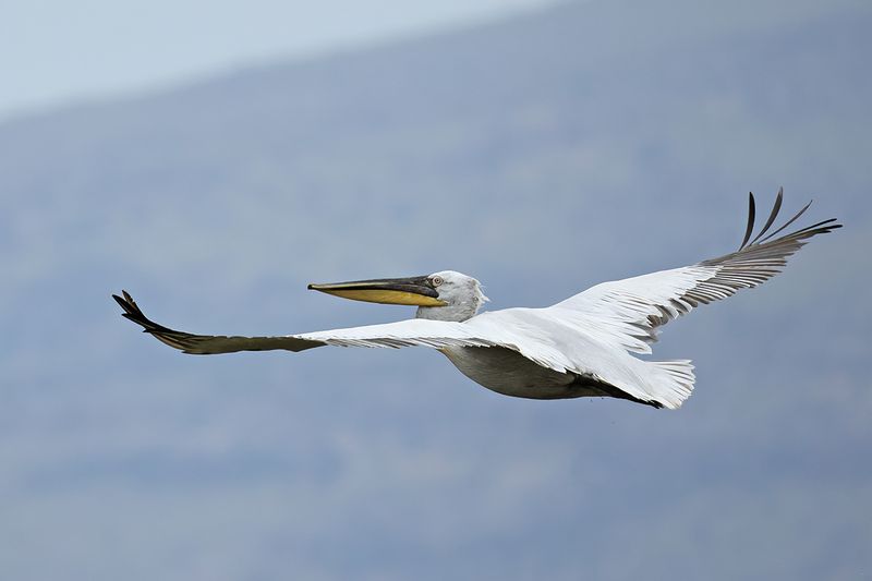 Dalmatian pelican (Pelecanus crispus)