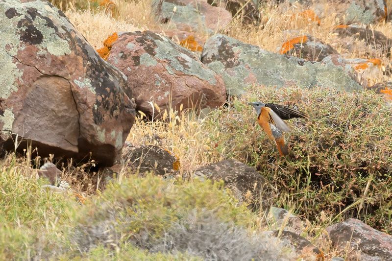 Rock Thrush (Monticola saxatilis)	