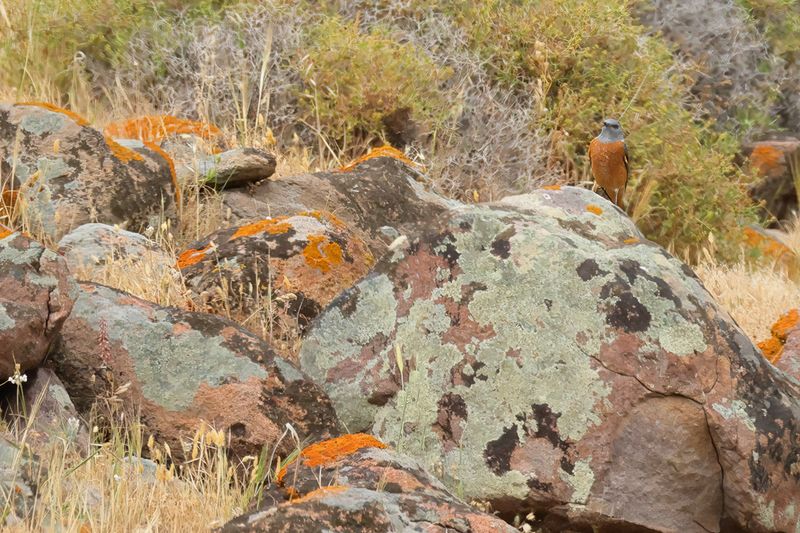 Rock Thrush (Monticola saxatilis)	