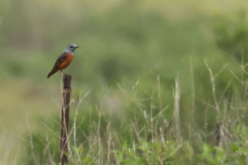 Rock Thrush (Monticola saxatilis)