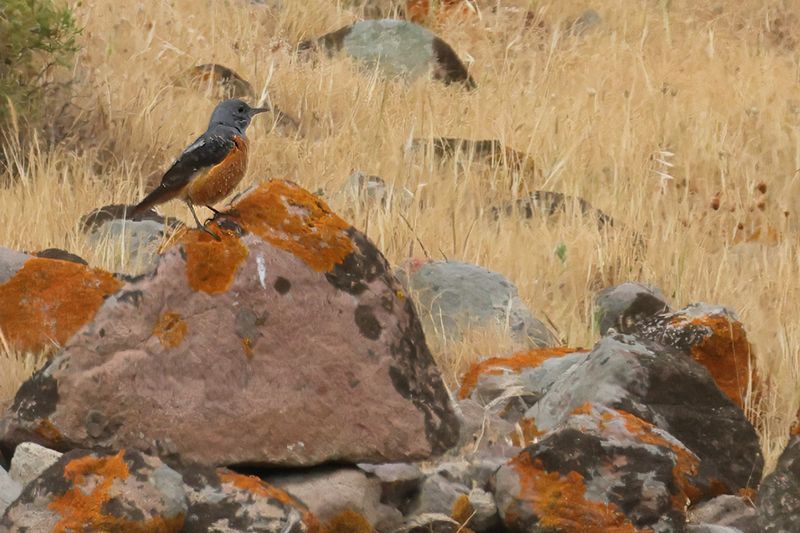 Rock Thrush (Monticola saxatilis)