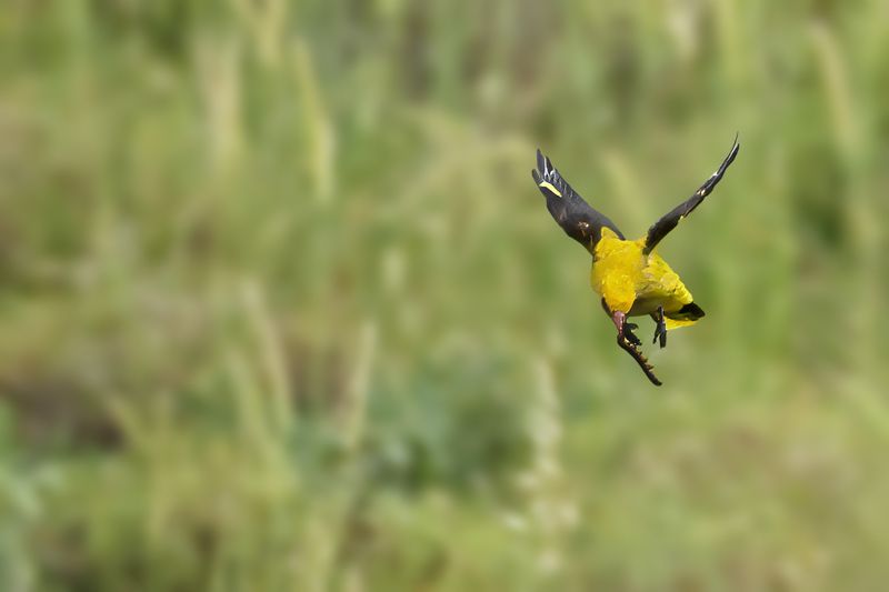 Eurasian Golden Oriole (Oriolus oriolus)