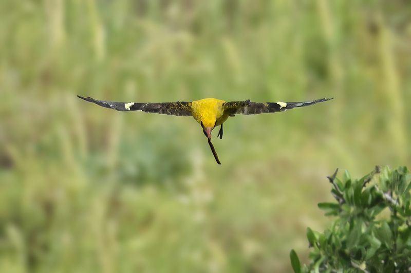 Eurasian Golden Oriole (Oriolus oriolus)