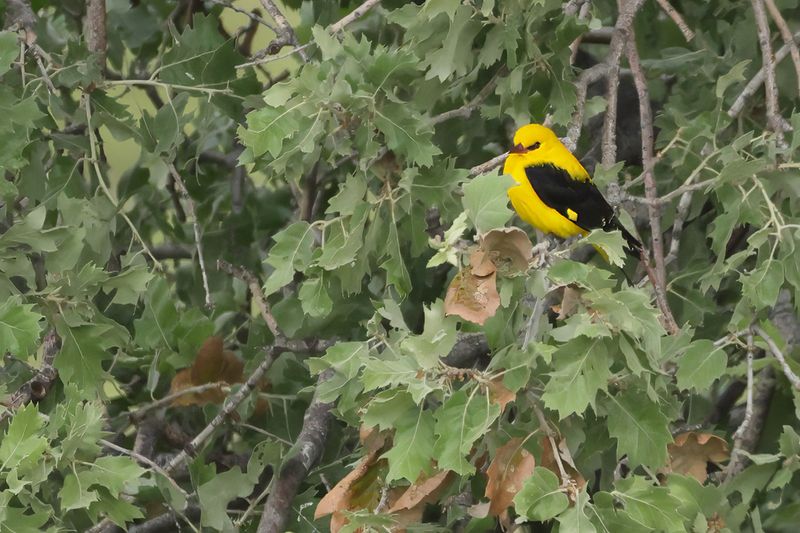 Eurasian Golden Oriole (Oriolus oriolus)