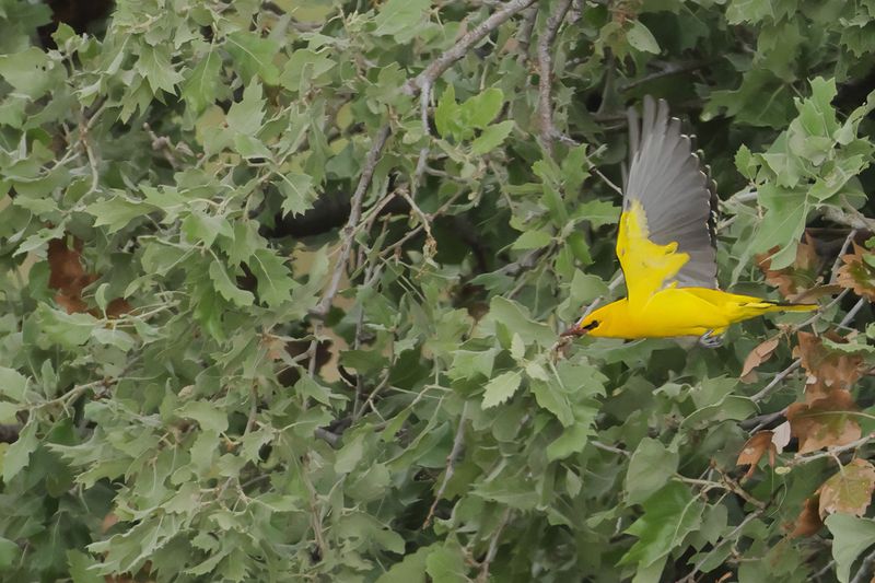 Eurasian Golden Oriole (Oriolus oriolus)