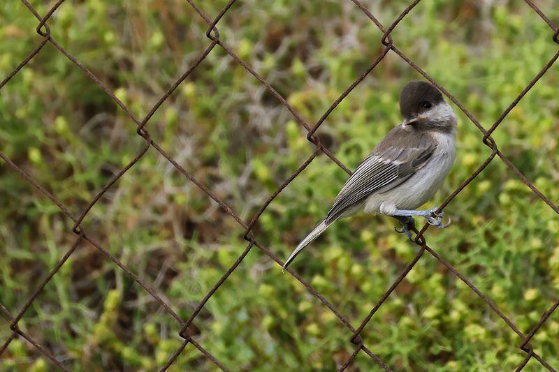 Sombre Tit (Poecile lugubris)