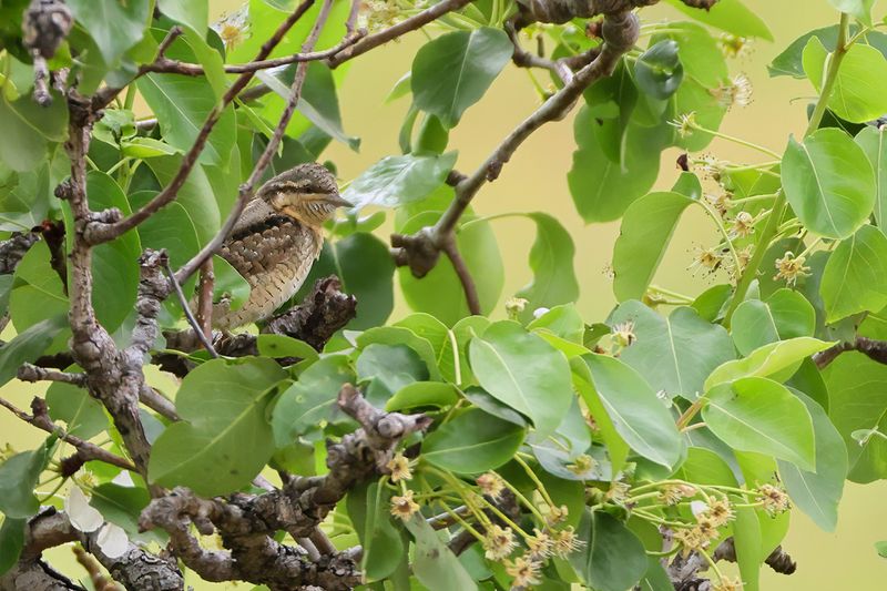 Eurasian Wryneck (Jynx torquilla)