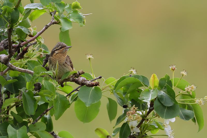Eurasian Wryneck (Jynx torquilla)