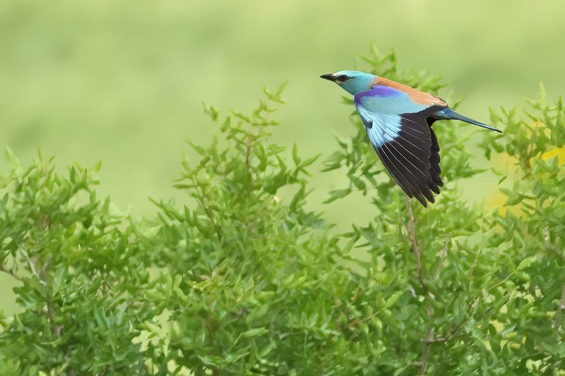 European Roller (Coracias garrulus)