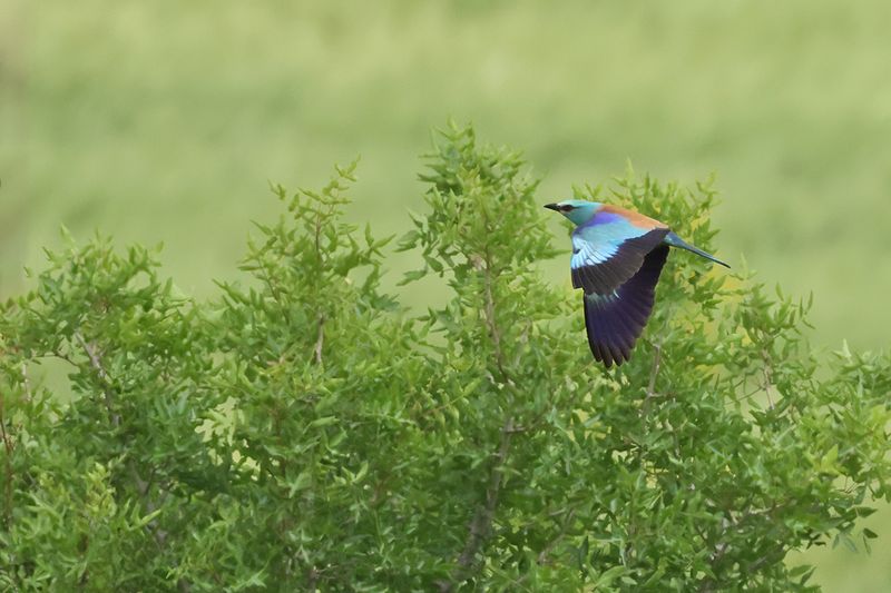 European Roller (Coracias garrulus)