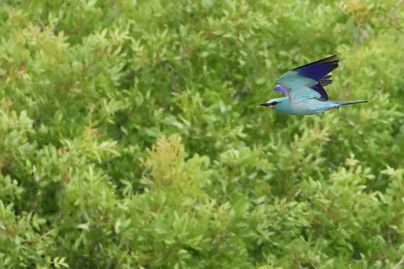 European Roller (Coracias garrulus)