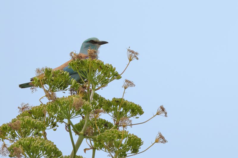 European Roller (Coracias garrulus)