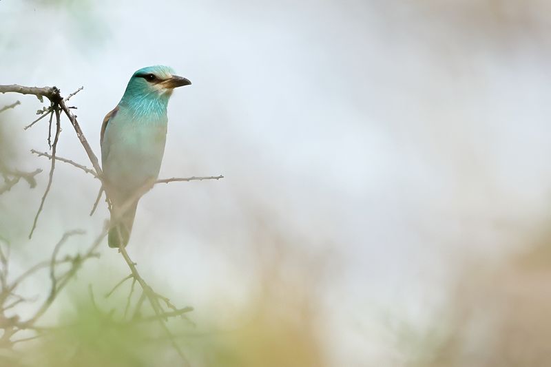 European Roller (Coracias garrulus)